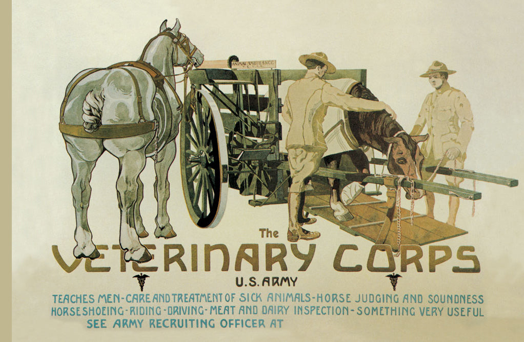 THE VETERINARY CORPS. U.S. ARMY