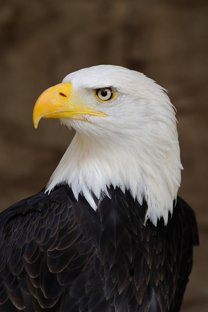 BALD EAGLE PORTRAIT