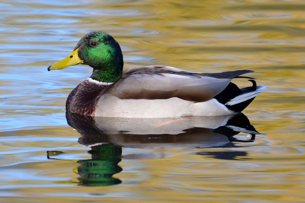 MALLARD DUCK