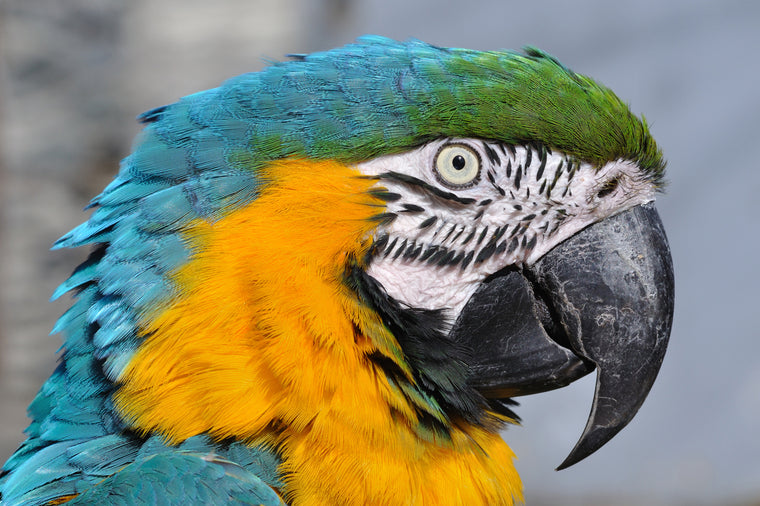 BLUE AND YELLOW MACAW