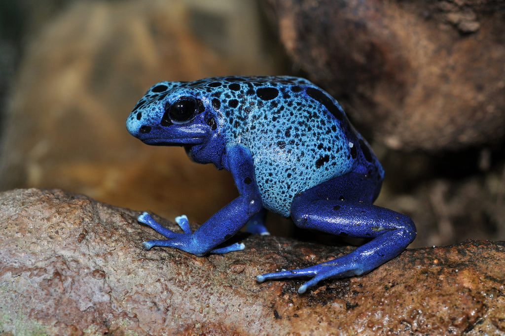 BLUE POISON DART FROG