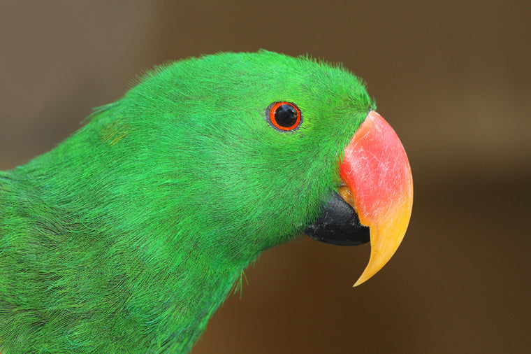 GREEN PARROT