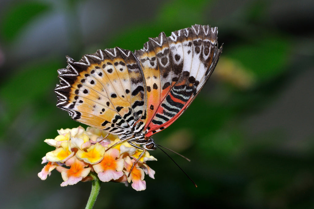 LEOPARD LACEWING