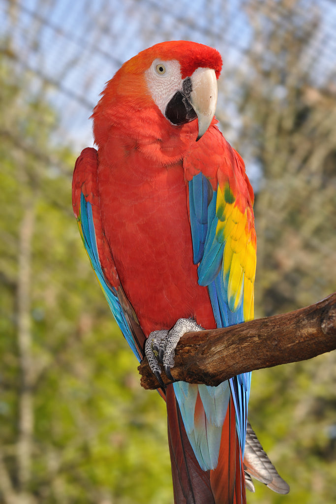 SCARLET MACAW