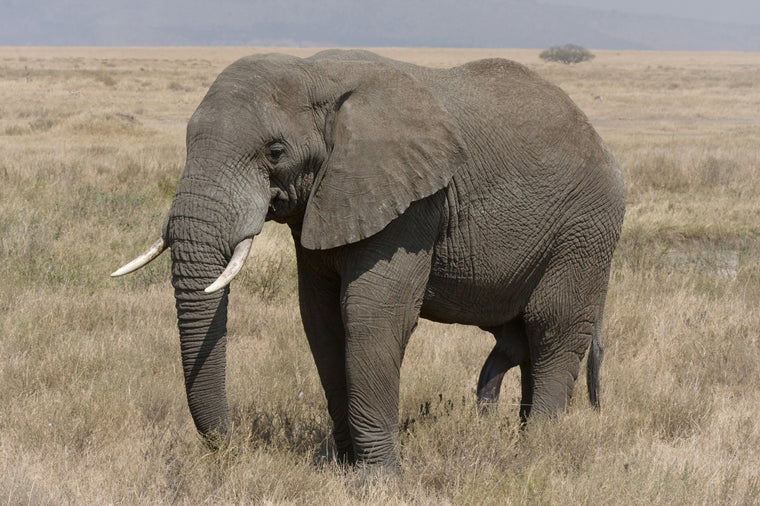 AFRICAN BUSH ELEPHANT