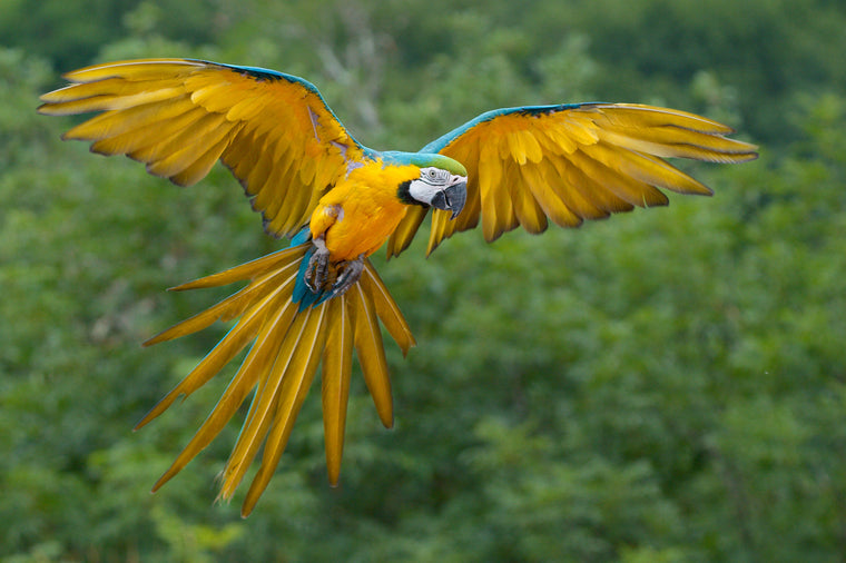 BLUE AND YELLOW MACAW IN FLIGHT