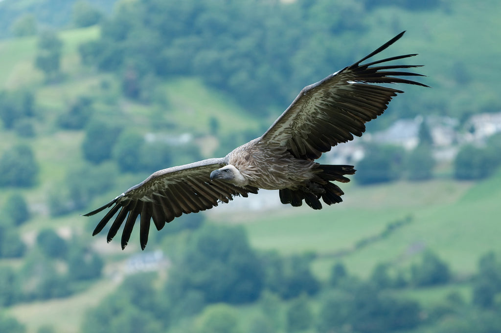 VULTURE IN FLIGHT