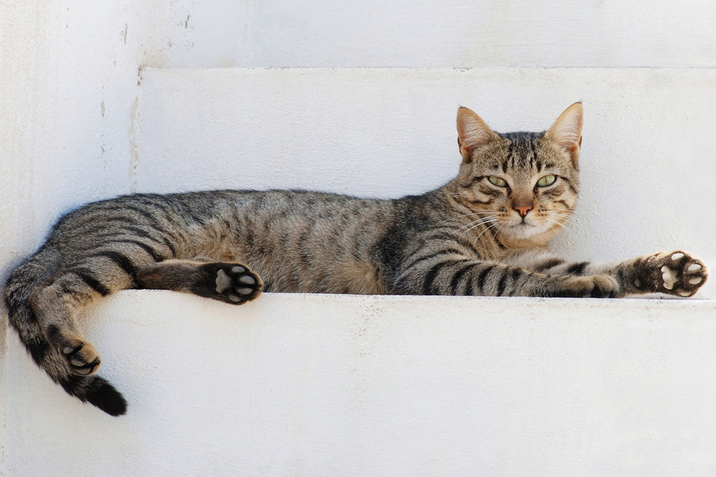 TABBY CAT LOUNGING