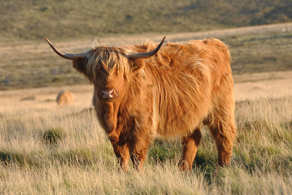 HIGHLAND COW