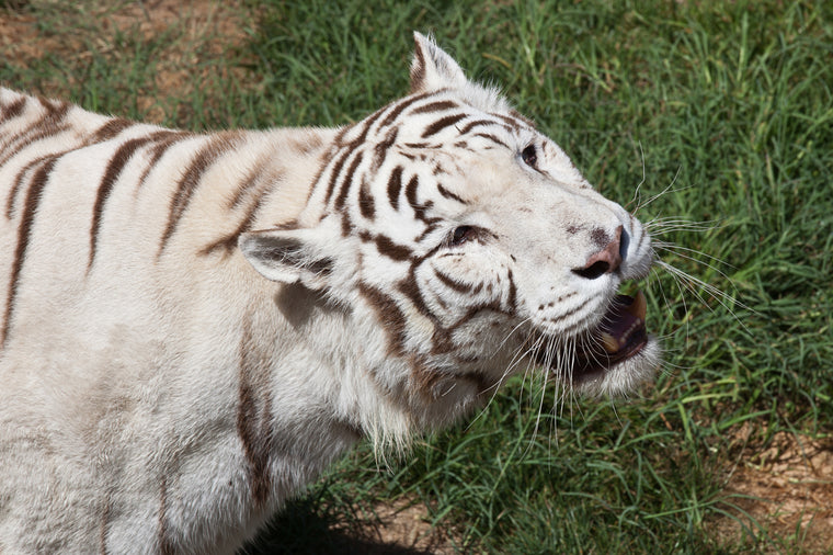 WHITE TIGER