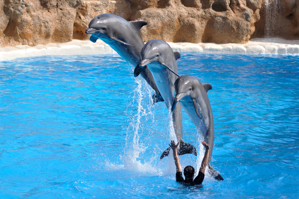 DOLPHINS JUMPING