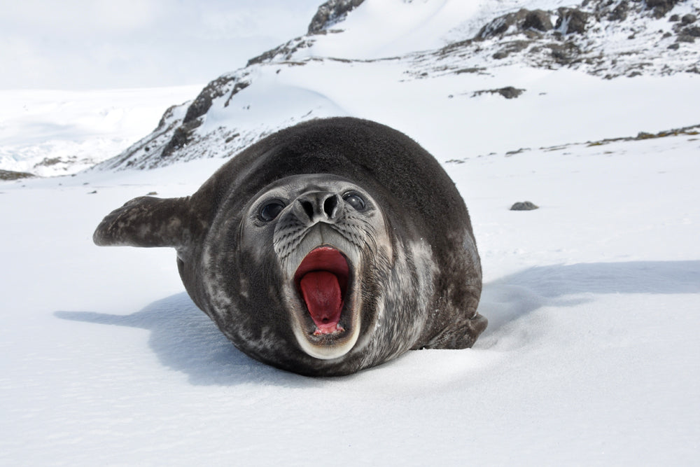 ELEPHANT SEAL PUP