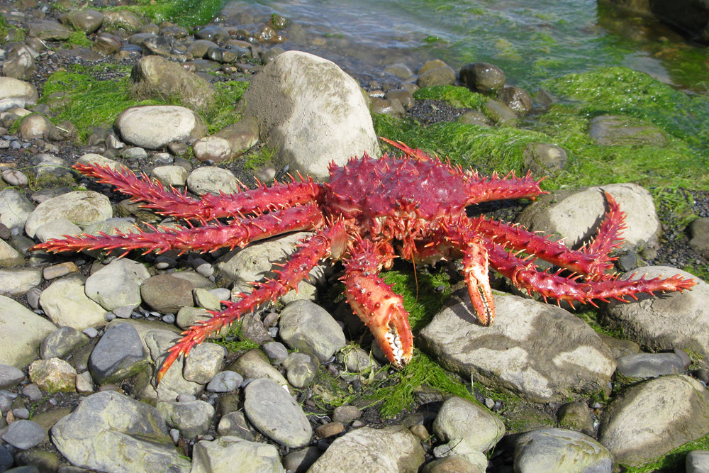 KING CRAB