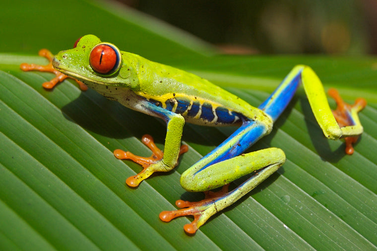 RED EYED TREE FROG