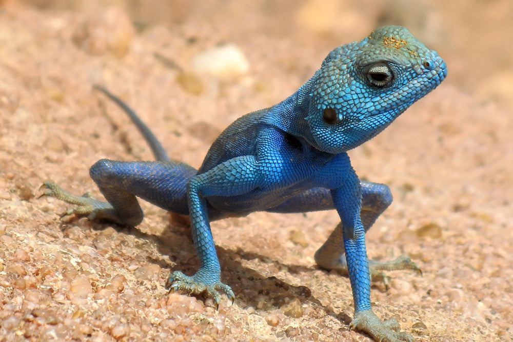 BLUE LIZARD