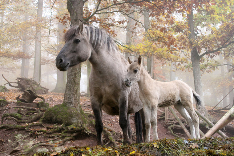 WILD HORSES