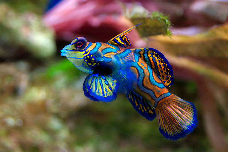 MANDARINFISH IN AQUARIUM