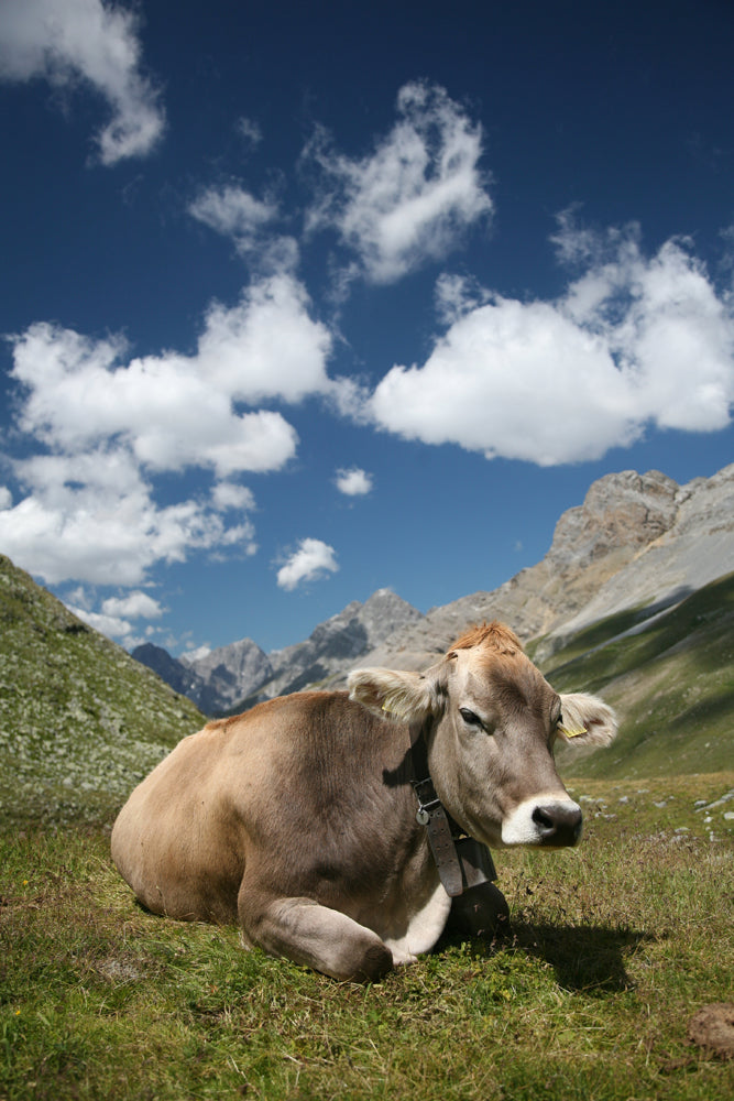 COW IN THE SWISS ALPS