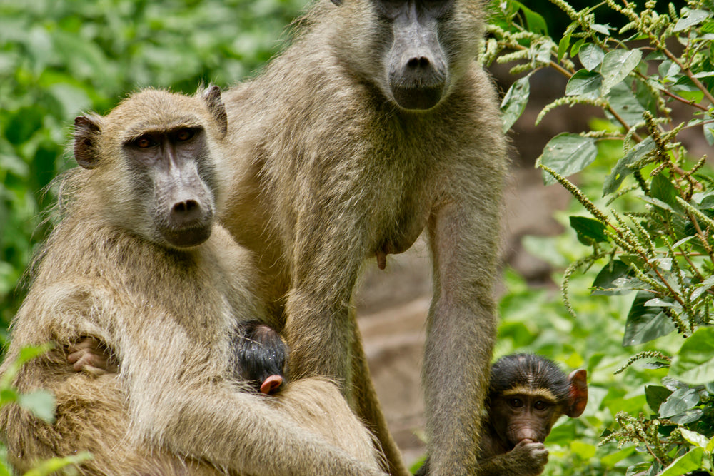 FAMILY OF MONKEYS