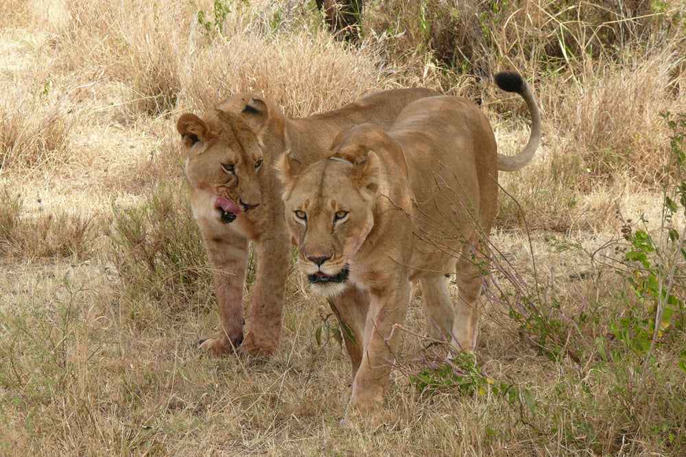 LIONS ON THE PROWL