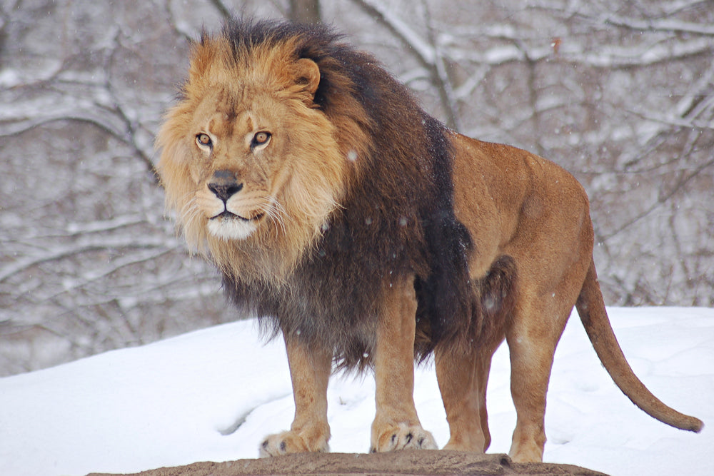 LION IN THE SNOW