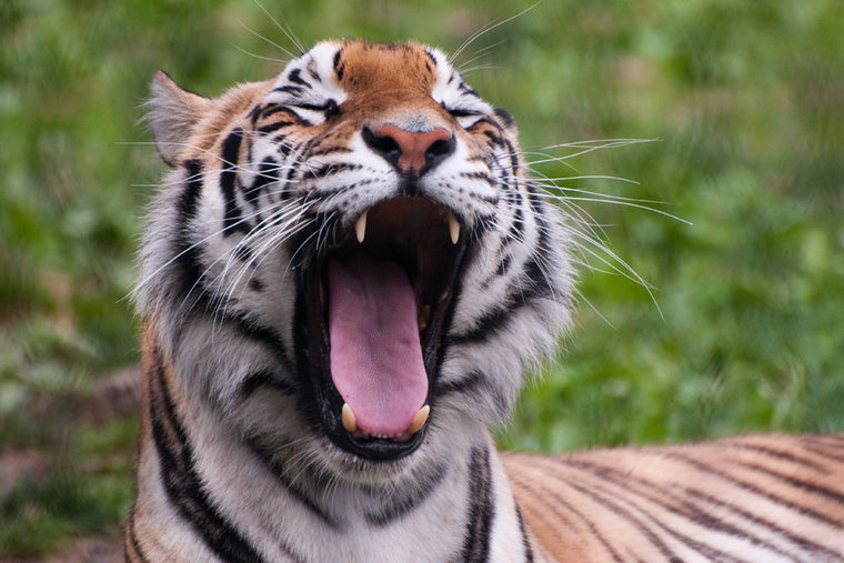 TIGER YAWN