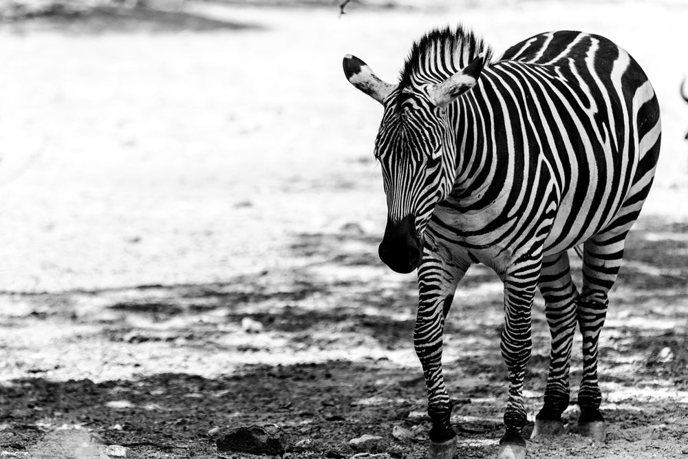 BLACK AND WHITE ZEBRA