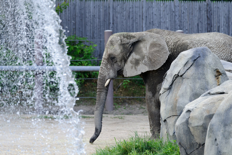 ELEPHANT UNDER A WATERFALL