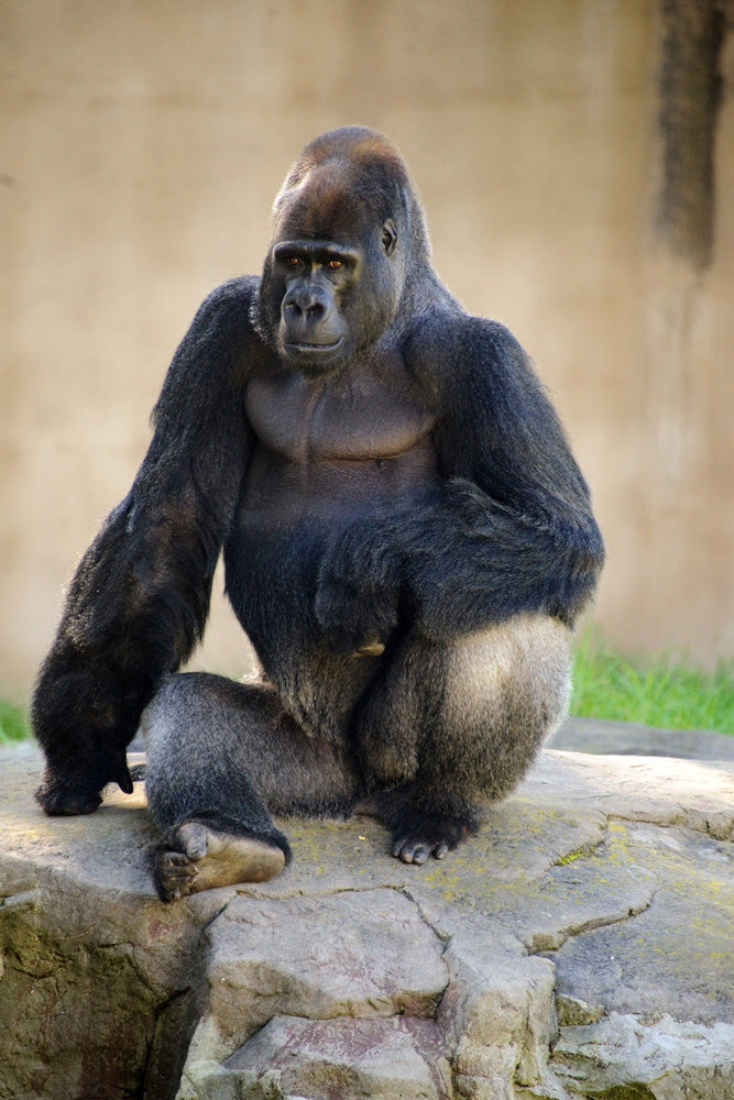 POSING GORILLA