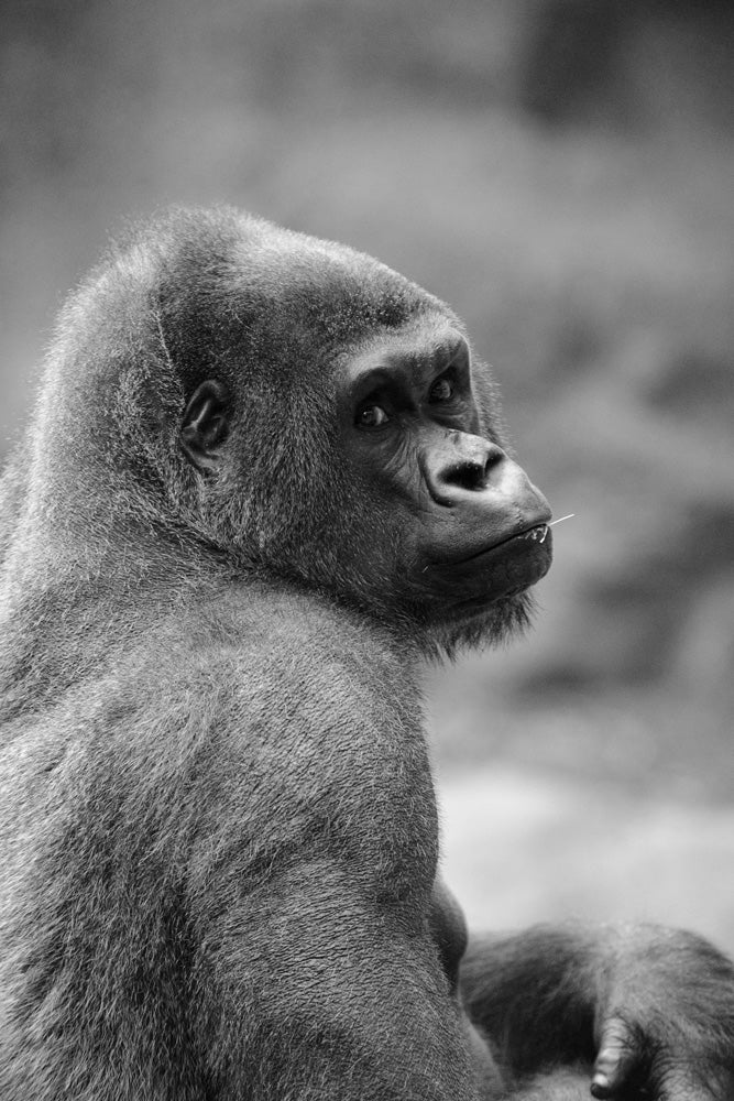 GORILLA LOOKING BACK