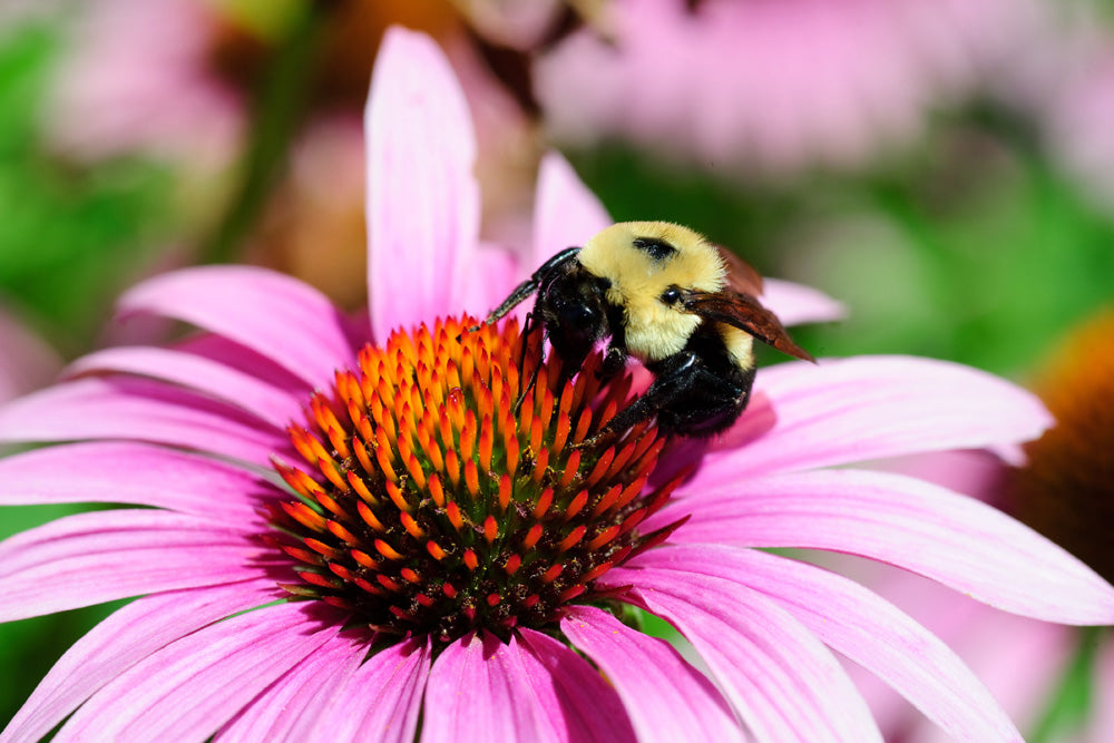 BEE AND FLOWER