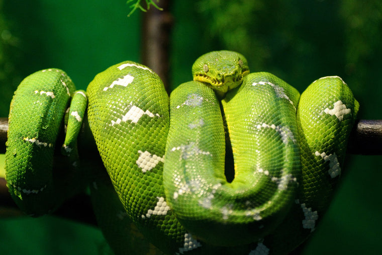 GREEN TREE SNAKE