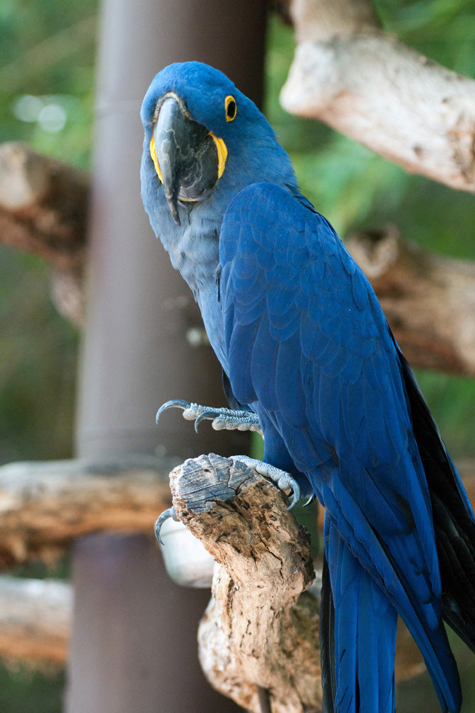 BLUE MACAW