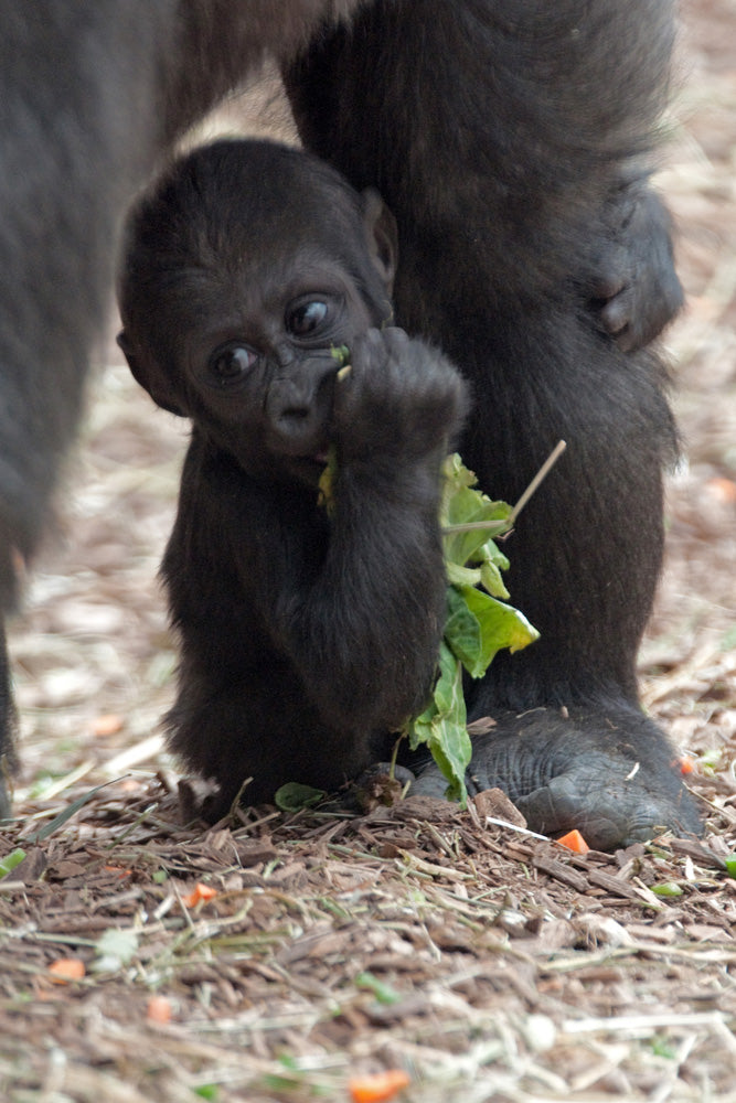 BABY GORILLA