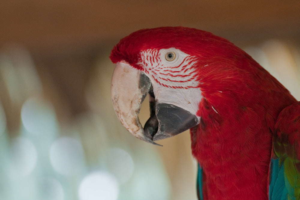 RED PARROT