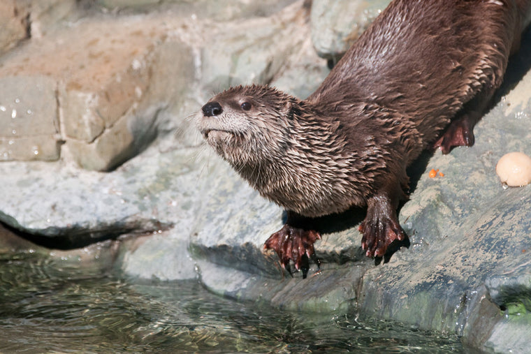 OTTER