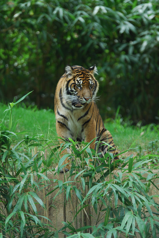 TIGER ON THE PROWL