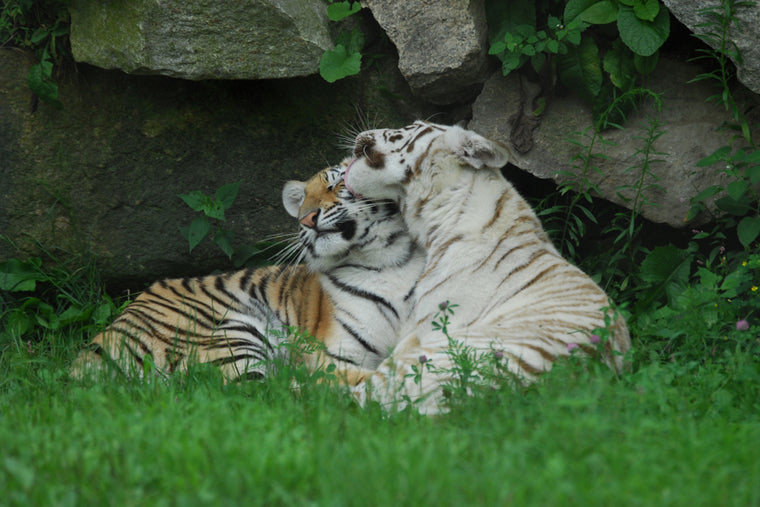 TIGERS LICKING