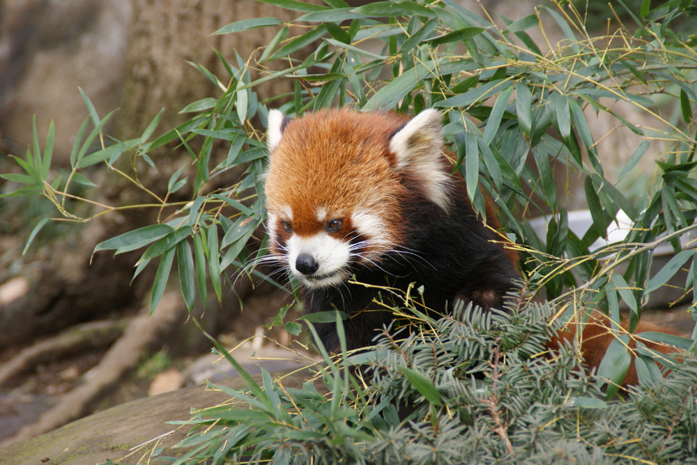 RED PANDA