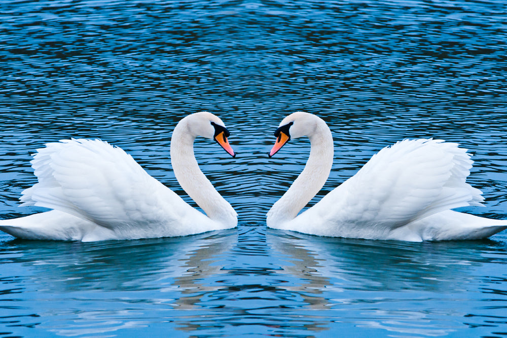 SWAN LOVE