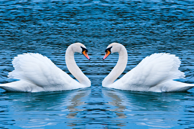 SWAN LOVE