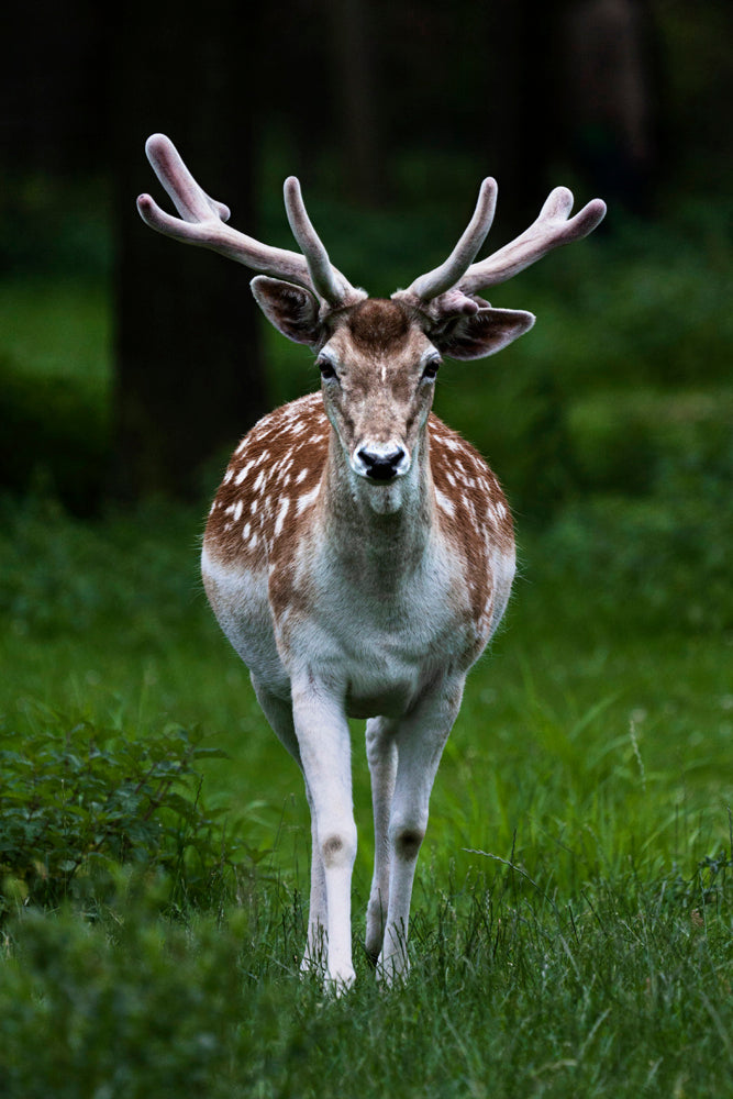 FOREST DEER