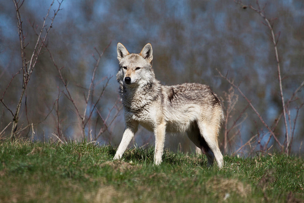 GOLDEN JACKAL