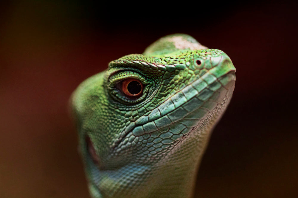 BASILISK LIZARD