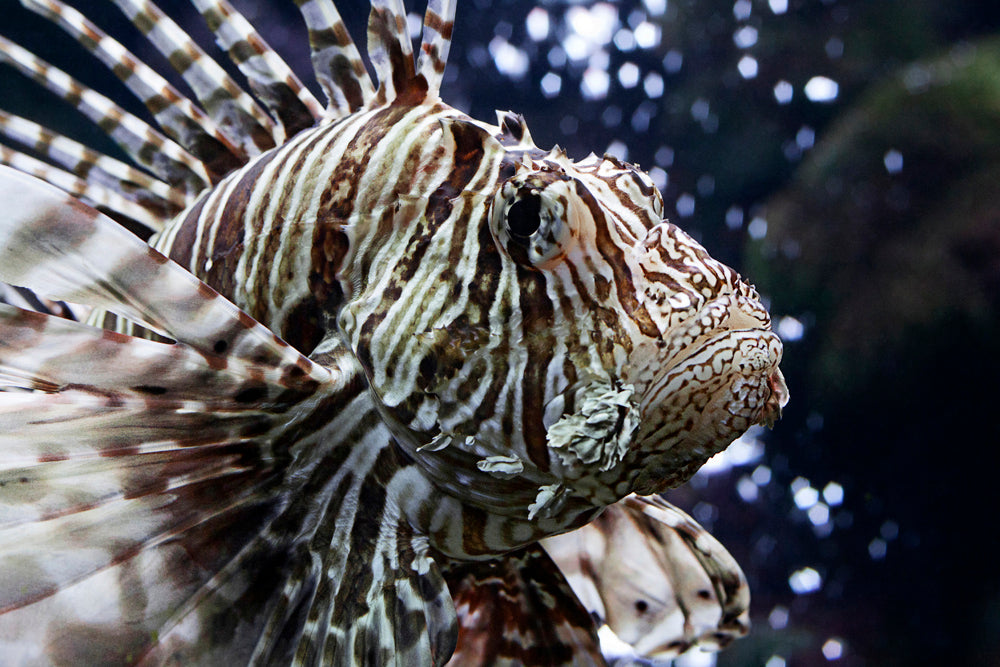 INDIAN LIONFISH