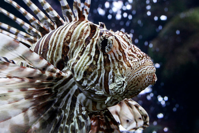 INDIAN LIONFISH