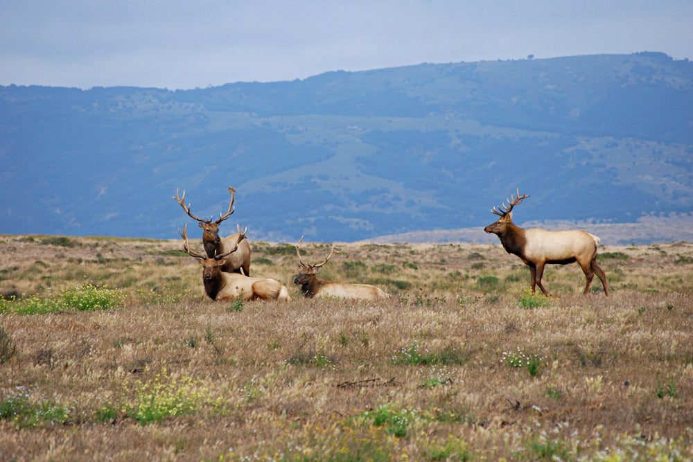 ELK UNDER THE MOUNTAINS