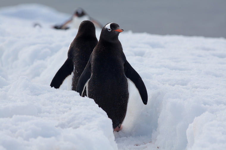 PENGUIN MARCH