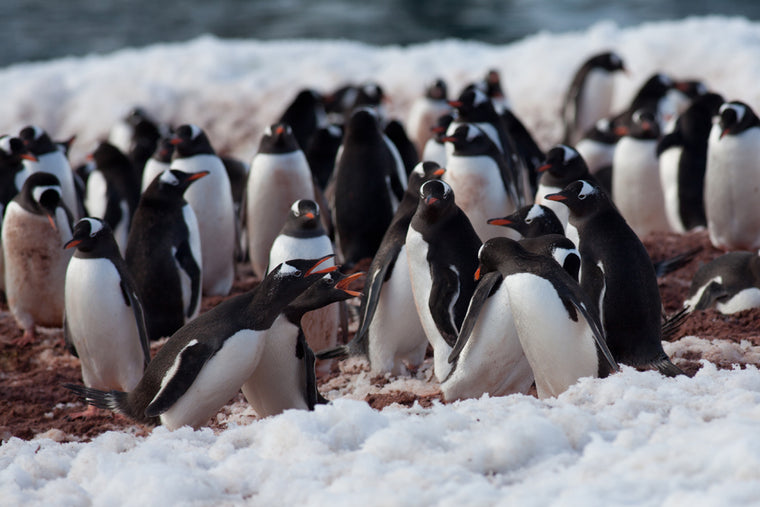 PENGUIN FIGHT