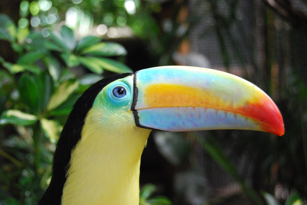 BEAUTIFUL TOUCAN